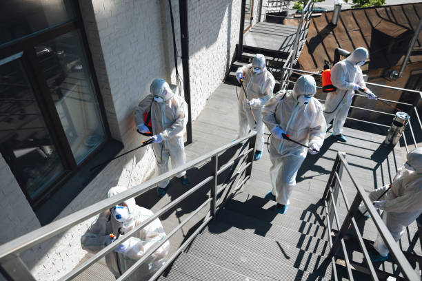 Best Black Mold Removal  in Rlsbad, CA