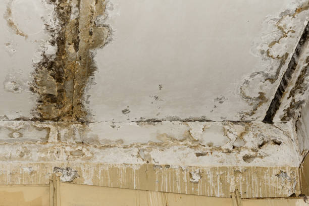 Best Crawl Space Mold Remediation  in Rlsbad, CA