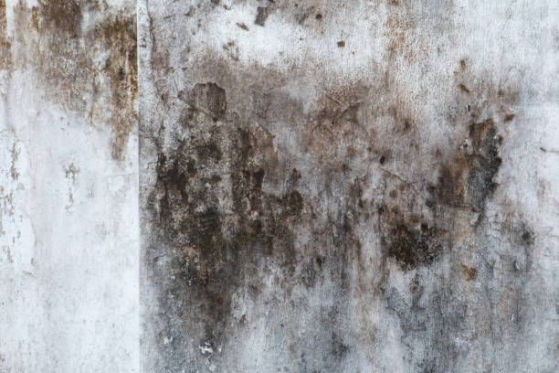 Best Real Estate Mold Inspection  in Rlsbad, CA