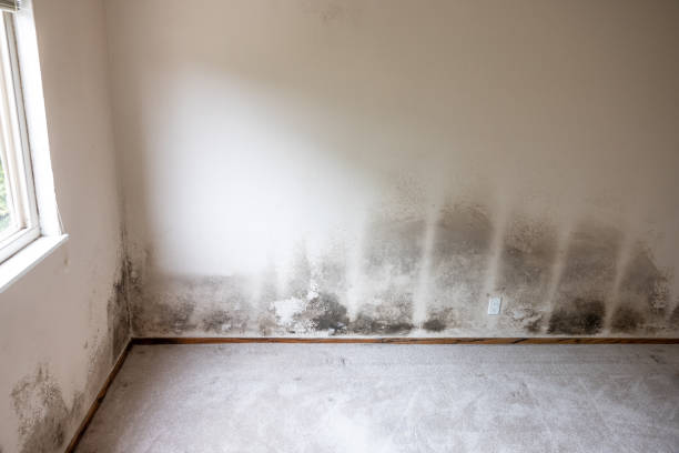  Rlsbad, CA Mold Removal Pros