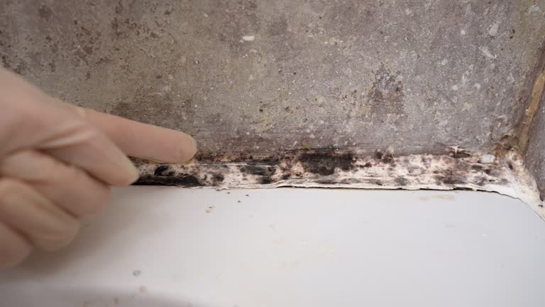 Mold Removal for HVAC Installations in Carlsbad, CA