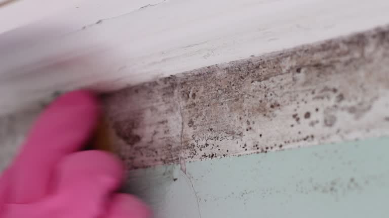 Best Mold Documentation for Insurance Claims  in Rlsbad, CA